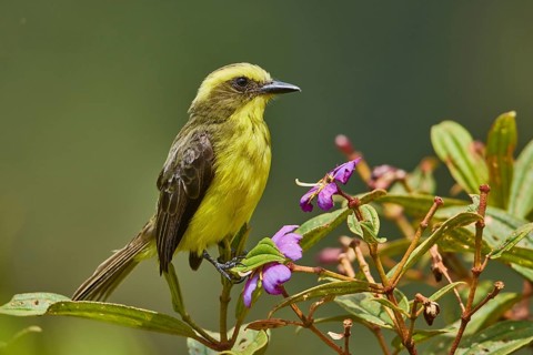 Lemon-browed Flycatcher (Conopias cinchoneti), Ecuador