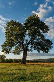 Large ash tree (Fraxinus excelsior) in a meadow under a blue sky with clouds in a peaceful
