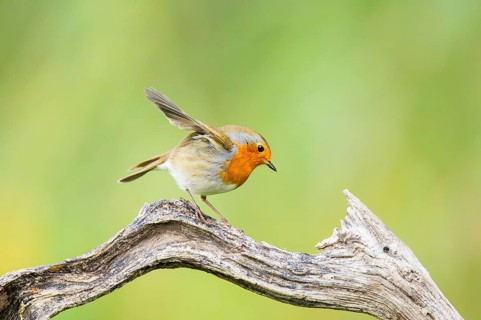 European robin (Erithacus rubecula) sitting on an old wooden branch, Bavaria, Germany