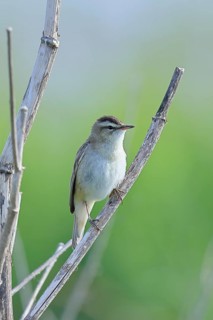 Reed Warbler (Acrocephalus schoenobaenus) sitting in a shrub, Wildlife, Lembruch, Ochsen Moor,