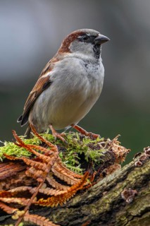 House sparrow (Passer domesticus) adult male perched on tree stump