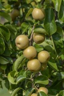 Nashi pear (Pyrus pyrifolia 'Hosui'), Bundessortenamt Prüfstelle Wurzen, Wurzen, Saxony, Germany