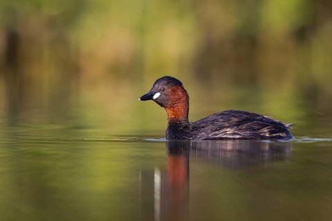 Little Grebe (Tachybaptus ruficollis), North Rhine-Westphalia, Germany