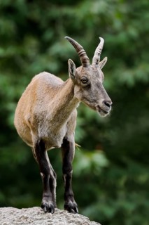 Alpine ibex (Capra ibex), female, Germany