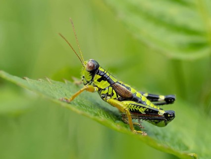 Green mountain grasshopper (Miramella alpina), Grasshopper, Green Mountain Grasshopper,