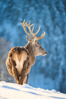 Red deer (Cervus elaphus) stag on a snowy meadow in the mountains in tirol, Kitzbühel, Wildpark