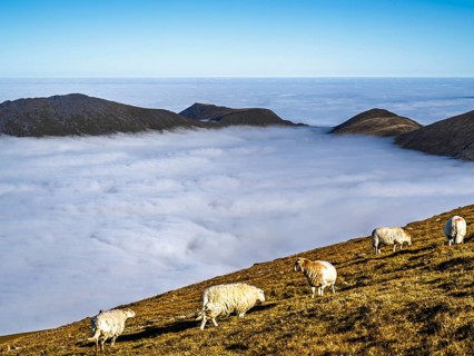 Sheeps on Snowdon Massif, Snowdon Range, Snowdonia, North Wales, UK