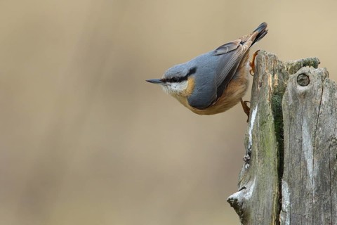 Eurasian Nuthatch (Sitta europaea), Lower Saxony, Germany