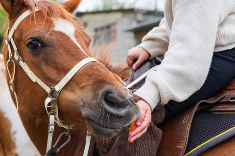 A young girl in a white sweater feeds a friendly brown horse on a sunny day at the farm, showcasing