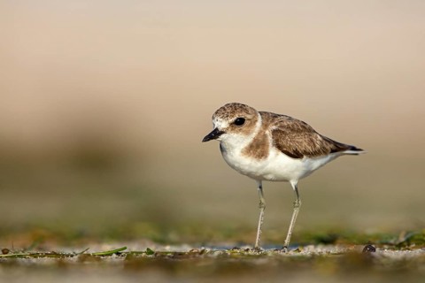 Animals, birds, plover, Kentish plover, (Charadrius alexandrinus), biotope, habitat, foraging, Barr