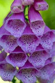Common foxglove (Digitalis purpurea), flowers, detail, Oberhausen, North Rhine-Westphalia, Germany