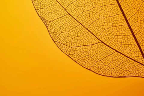 A detailed close-up of a leaf skeleton on a vibrant orange background, highlighting the intricate