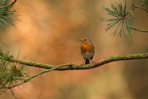 European Robin (Erithacus rubecula), Utrecht, Netherlands