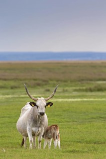 Hungarian Grey Cattle, Hungarian Grey Cattle, (Bos primigenius taurus), cow with calf, animal kids,