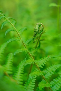 Detailed view of a green fern with a curled leaf in the foreground, forest pasture project,
