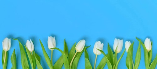 Banner with white tulip spring flowers in a row on blue background with copy space