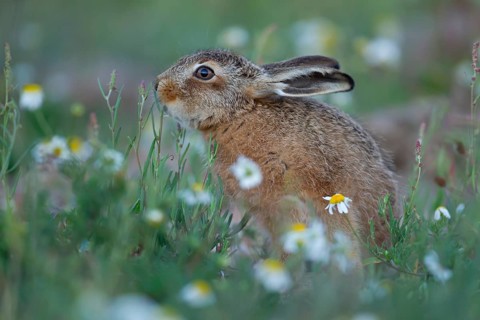 European brown hare (Lepus europaeus) juvenile baby leveret animal feeding amongst wildflowers in