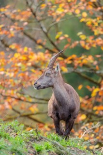 A female ibex (Capra ibex) standing on a cloudy day on a green meadow on top of a hill. A forest in