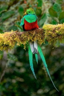 Male Resplendent quetzal (Pharomachrus mocinno) on branch, Costa Rica