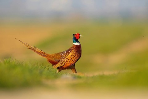 Pheasant (Phasianus colchicus), Faisan de Colchide, Faisan de chasse, Faisán Vulgar, Tiszaalpár,