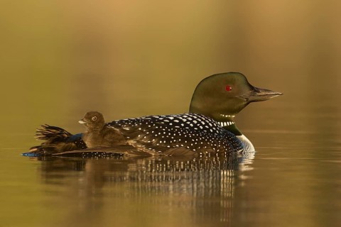 Great Northern Loon (Gavia immer) with chick, British Columbia, Canada
