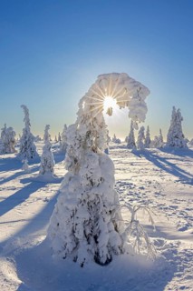Tykky forest, snow covered spruce trees on the taiga in winter, Riisitunturi National Park in