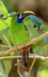 Emerald Toucanet (Aulacorhynchus prasinus) at San Gerrardo de Dota, Costa Rica