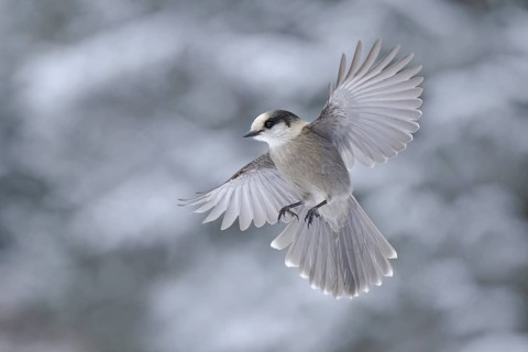 Grey Jay (Perisoreus canadensis) flying, Alaska, USA