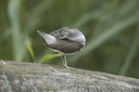 Common Sandpiper (Actitis hypoleucos), Saxony, Germany
