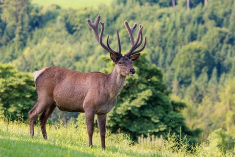 A red deer stag (Cervus elaphus) with its velvet antlers stands in a green meadow in hilly terrain.
