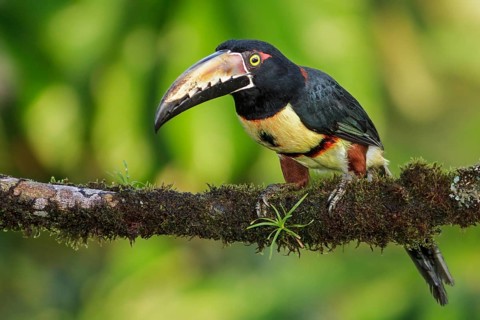 Collared Aracari (Pteroglossus torquatus) perched on a branch in Costa Rica
