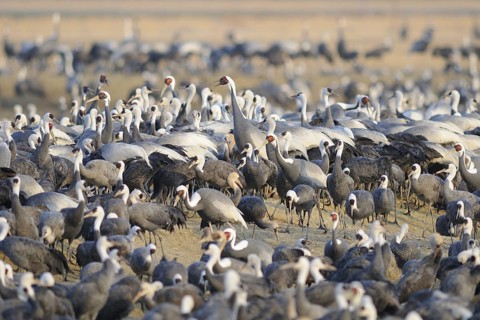 White-naped Crane (Antigone vipio), Arasaki, Japan
