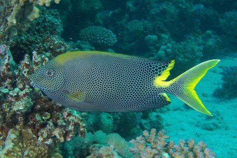 Spotted rabbitfish (Siganus stellatus laqueus)