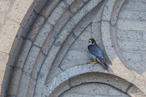 Peregrine Falcon (Falco peregrinus) perched on church masonry, North Rhine-Westfalia, Germany