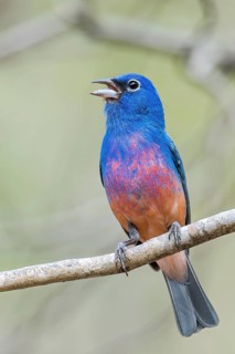 Rose-bellied Bunting (Passerina rositae) perched on a branch in Oaxaca, Mexico