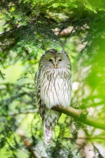 Ural owl (Strix uralensis) sitting on a branch, Bavaria, Germany