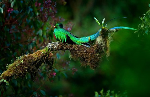 Resplendent Quetzal, Pharomachrus mocinno, magnificent sacred green bird from Savegre in Panama.