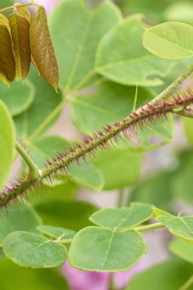 Bristly Robinia (Robinia hispida 'Macrophylla'), Cambridge Botanical Garden, 222
