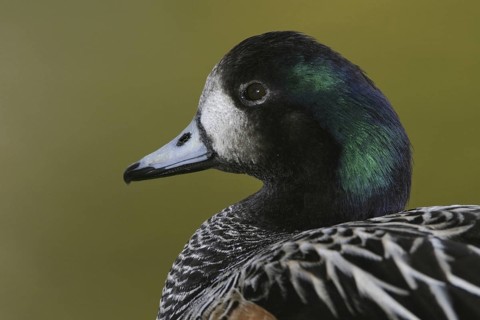 Chiloe Wigeon (Mareca sibilatrix), Florida, USA