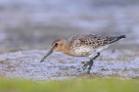 Dunlin (Calidris alpina) foraging, Netherlands