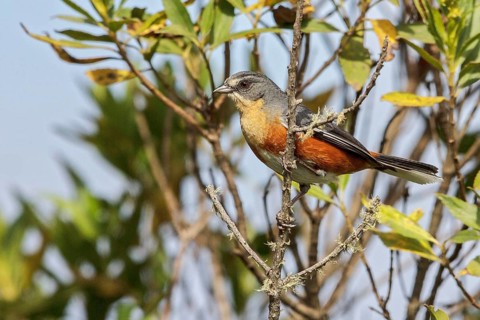 Red-rumped Warbling-Finch (Poospiza lateralis) perched on a branch in the Atlantic rainforest of