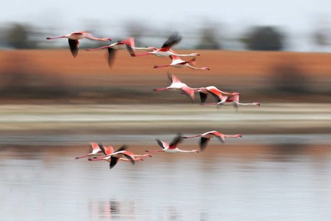 A flock of pink flamingos gracefully flies over a serene body of water, their reflections visible