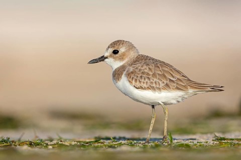Desert plover, (Charadrius leschenaultii), animals, birds, biotope, habitat, foraging, Middle East,