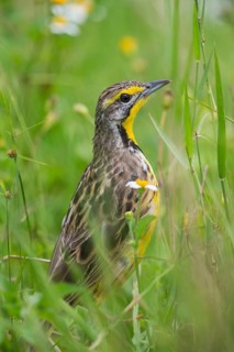 Yellow-throated Longclaw (Macronyx croceus), Uganda