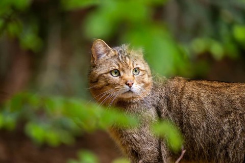 European wildcat (Felis silvestris silvestris) in a forest, Bavaria, Germany