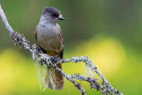 Unglückshäher, Siberian Jay, Perisoreus infaustus, Mésangeai imitateur, Arrendajo Funesto