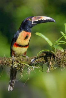 Collared Aracari (Pteroglossus torquatus) - at Laguna Lagarto Lodge near Boca Tapada, Costa Rica