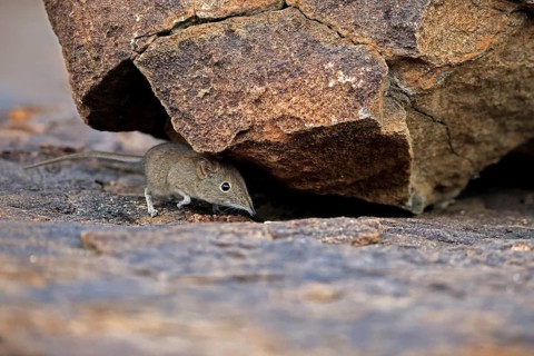 Short-eared Trunked Shrew (Macroscelides probosideus), Short-eared Elephant Shrew, Short-eared