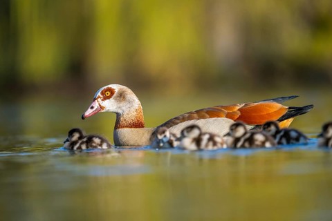 Egyptian goose (Alopochen aegyptiaca) mother with her chicks swimming on a lake, Bavaria, Germany