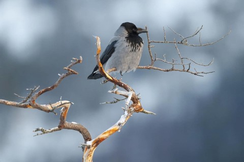 Hooded Crow (Corvus cornix), Norway